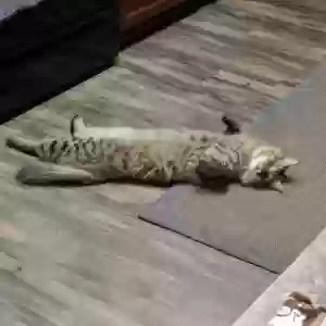 /images/pets/original/2180096_15006_IMG_20170720_144201.webp