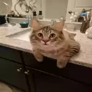 adoptable Cat in Grand Rapids, MI named Maximus