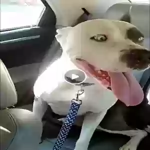 adoptable Dog in Wartburg, TN named Ruger