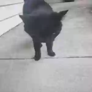 adoptable Cat in Dallas, TX named Unknown