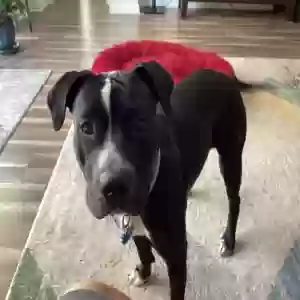 adoptable Dog in Saint Augustine, FL named Sadie