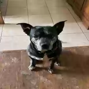 adoptable Dog in Avondale, AZ named Wrexx