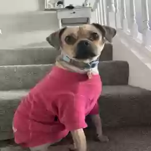 adoptable Dog in Temecula, CA named Pumpkin