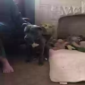 adoptable Dog in Cincinnati, OH named Shadow