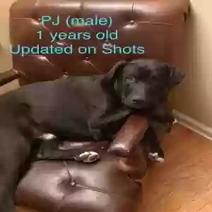 adoptable Dog in Berkley, MI named Unknown