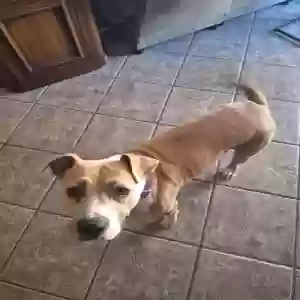 adoptable Dog in Tucson, AZ named Leia