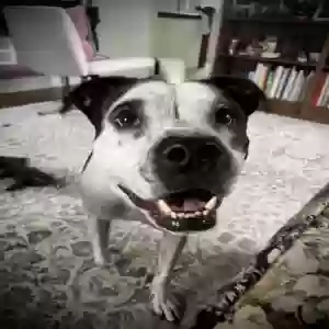 adoptable Dog in Royal Oak, MI named Fern