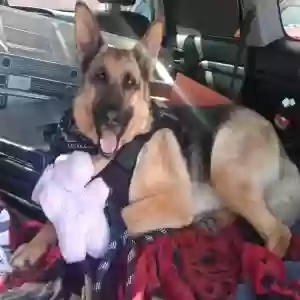 adoptable Dog in Arlington, WA named Unknown