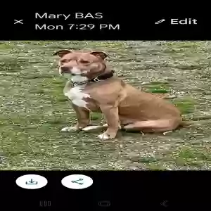 adoptable Dog in Flat Rock, MI named Bulgari