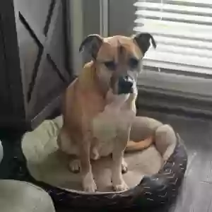 adoptable Dog in Fort Worth, TX named Bruno