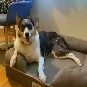 adoptable Dog in Houston, TX named Winston