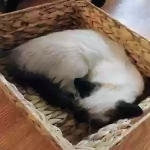 adoptable Cat in Las Vegas, NV named Squarely