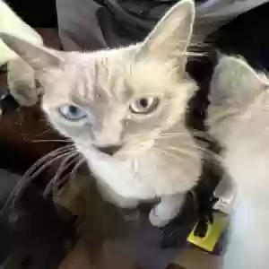 adoptable Cat in Las Vegas, NV named Violet