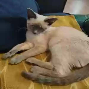adoptable Cat in Las Vegas, NV named Shira