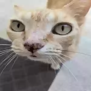 /images/pets/original/2181032_44155_20250507_150741.webp