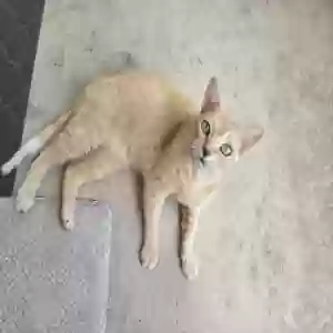 adoptable Cat in Marble Falls, TX named Baby Girl