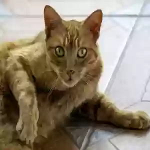/images/pets/original/2181134_49544__sm_SOB_4171.webp
