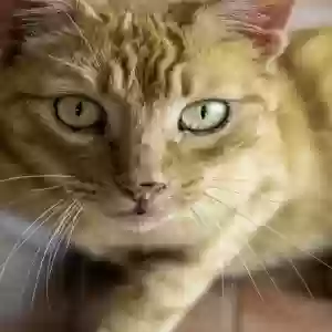 adoptable Cat in Leesburg, FL named Goldie 
