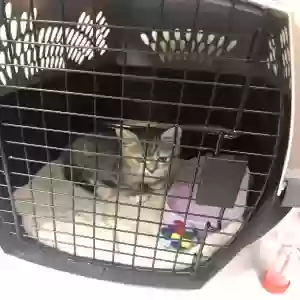 adoptable Cat in Pensacola, FL named Lilly