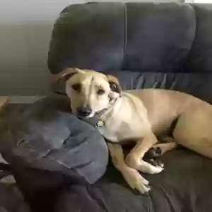 adoptable Dog in Ponchatoula, LA named Duke