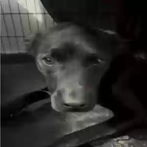 adoptable Dog in Fort Worth, TX named Knox