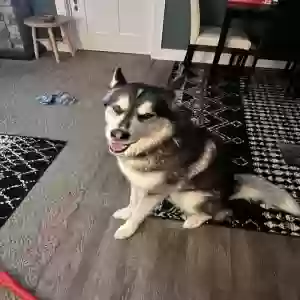 adoptable Dog in Jeddo, MI named Koa