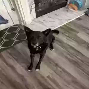 adoptable Dog in Norcross, GA named Odin