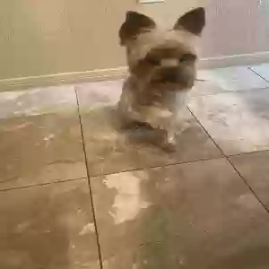 adoptable Dog in Las Vegas, NV named Bentley