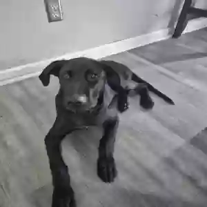 adoptable Dog in Austell, GA named Midnight