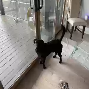 adoptable Dog in Seymour, TN named Bear