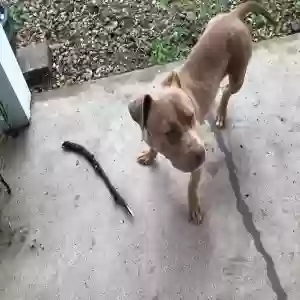 adoptable Dog in Indianapolis, IN named Baby girl