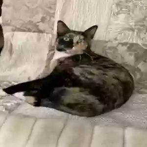 adoptable Cat in Big Spring, TX named Gemma