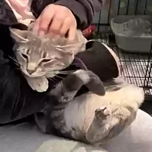 adoptable Cat in Riverside, CA named Nozomi and Lola