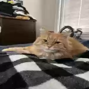 adoptable Cat in Cincinnati, OH named Olive