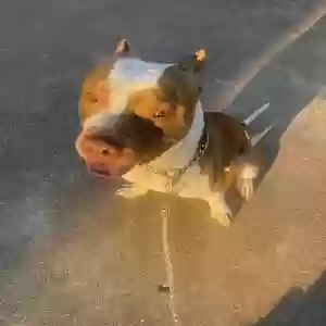 adoptable Dog in Spring, TX named Chop
