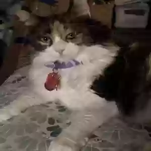 adoptable Cat in Burleson, TX named Luna