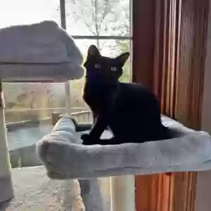 adoptable Cat in Munster, IN named Dusty