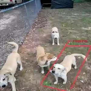 adoptable Dog in Broaddus, TX named Unknown