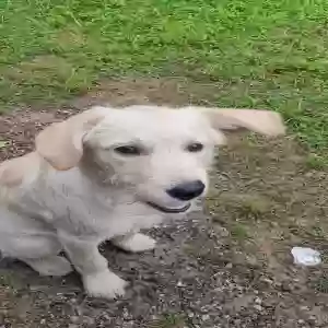 adoptable Dog in Broaddus, TX named Unknown