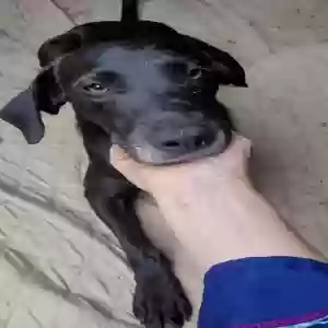 adoptable Dog in Broaddus, TX named Unknown