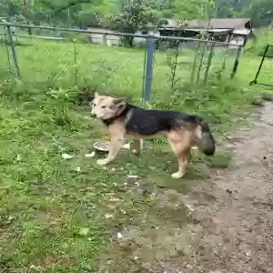 adoptable Dog in Broaddus, TX named Lobo