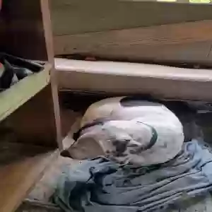 adoptable Dog in Broaddus, TX named Patches