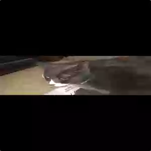 adoptable Cat in Red Lion, PA named Trouble