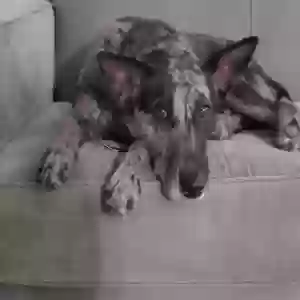 adoptable Dog in Bryan, TX named Star