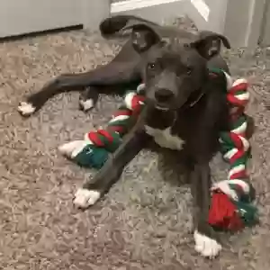adoptable Dog in Roanoke, TX named Attica Rose