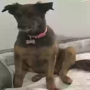 adoptable Dog in Allen, TX named Ava