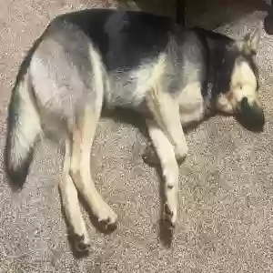 adoptable Dog in Whitney, TX named Stella