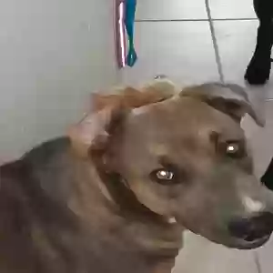 adoptable Dog in El Paso, TX named Charlie