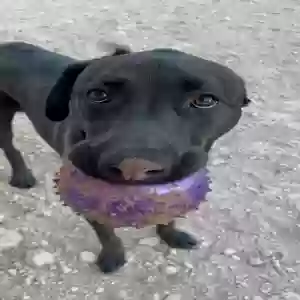 adoptable Dog in El Paso, TX named MJ