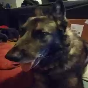 adoptable Dog in Romulus, MI named Harley